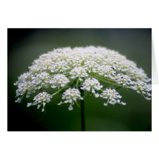 Queen Ann's Lace Flower Cards