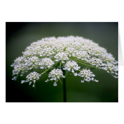 Queen Ann's Lace Flower Cards (Front Horizontal)