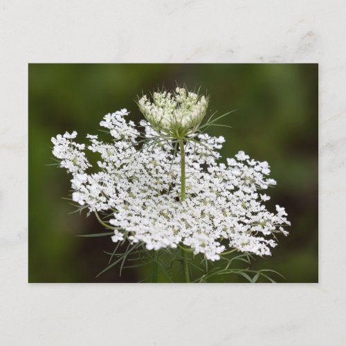 Queen Anns Lace Postcard