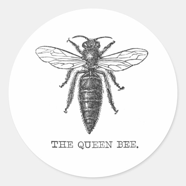 Queen Bee Bug Insect Antique Illustration Classic Round Sticker (Front)