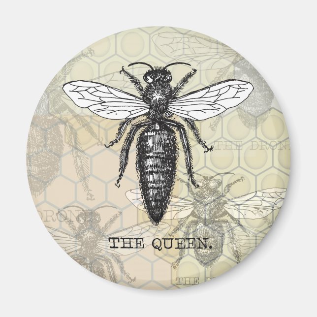 Queen Bee Bug Insect Antique Illustration Magnet (Front)