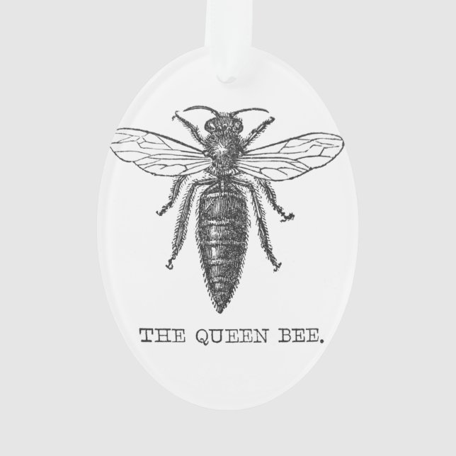 Queen Bee Bug Insect Antique Illustration Ornament (Back)