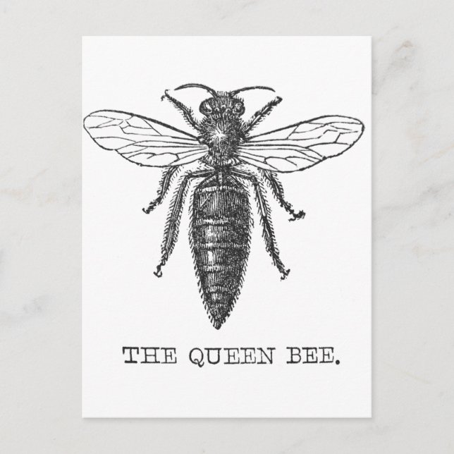 Queen Bee Bug Insect Antique Illustration Postcard (Front)