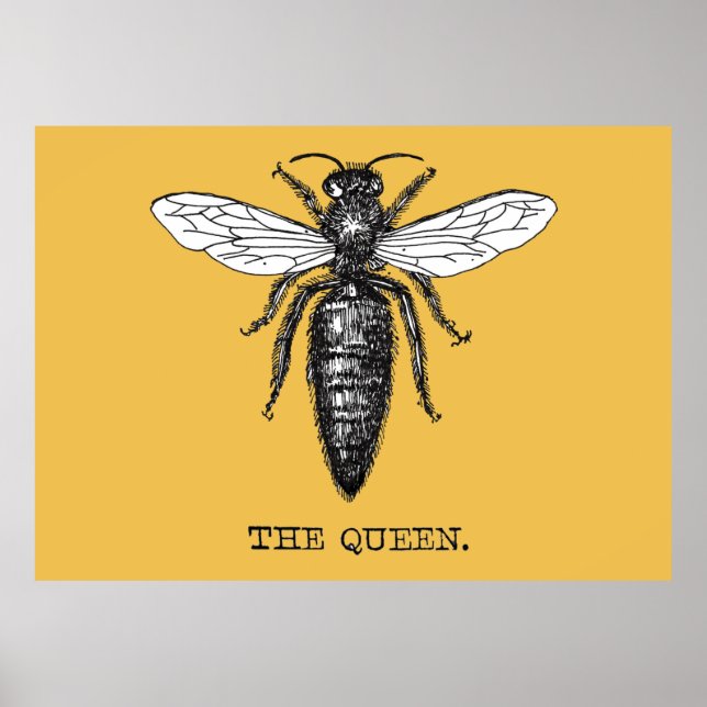 Queen Bee Bug Insect Antique Illustration Poster (Front)
