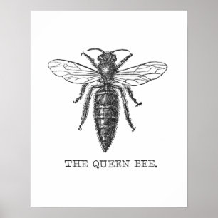 Queen Bee Bug Insect Antique Illustration Poster