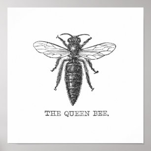 Queen Bee Bug Insect Antique Illustration Poster