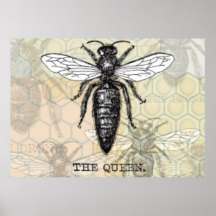 Queen Bee Bug Insect Antique Illustration Poster
