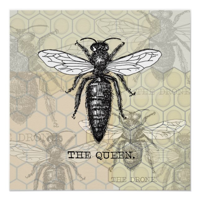Queen Bee Bug Insect Antique Illustration Poster (Front)