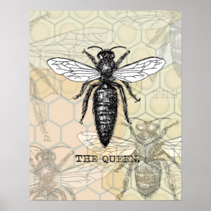 Queen Bee Bug Insect Antique Illustration Poster