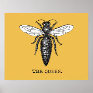 Queen Bee Bug Insect Antique Illustration Poster