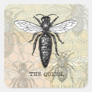 Queen Bee Bug Insect Antique Illustration Square Sticker