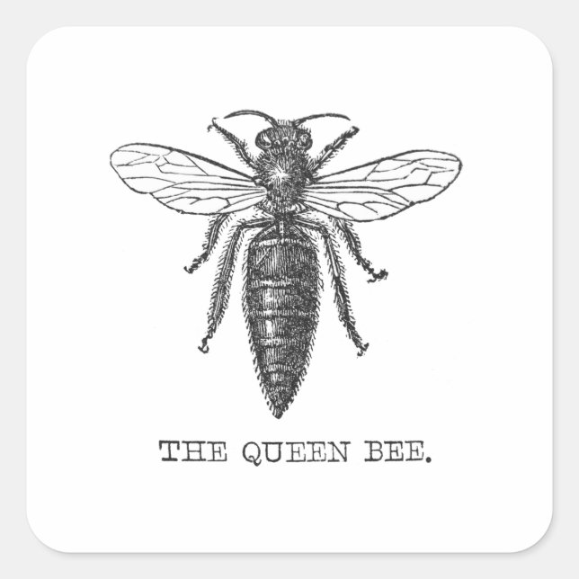 Queen Bee Bug Insect Antique Illustration Square Sticker (Front)
