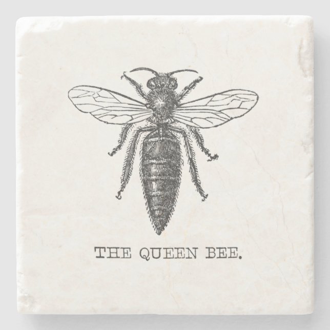 Queen Bee Bug Insect Antique Illustration Stone Coaster (Front)
