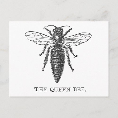 Queen Bee Bug Insect Bees Illustration Postcard