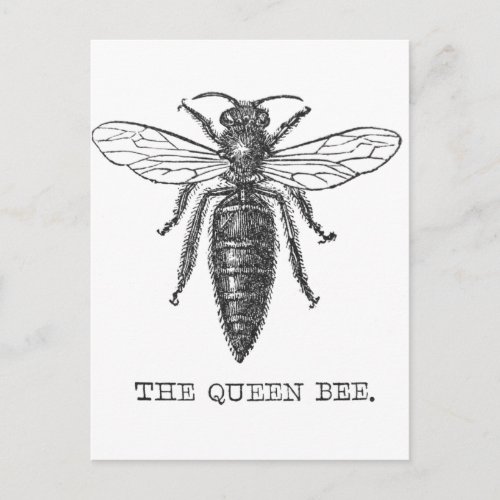 Queen Bee Bug Insect Bees Illustration Postcard
