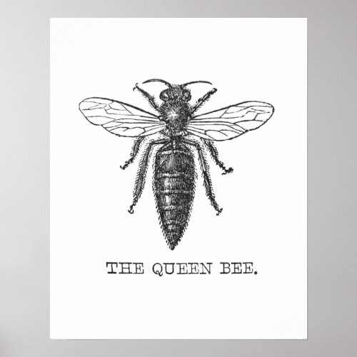 Queen Bee Bug Insect Bees Illustration Poster