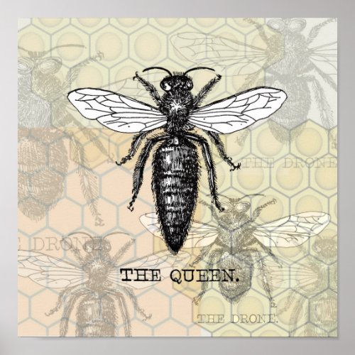 Queen Bee Bug Insect Bees Illustration Poster