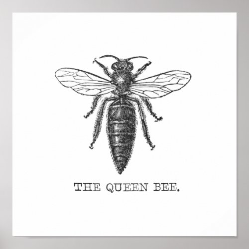 Queen Bee Bug Insect Bees Illustration Poster