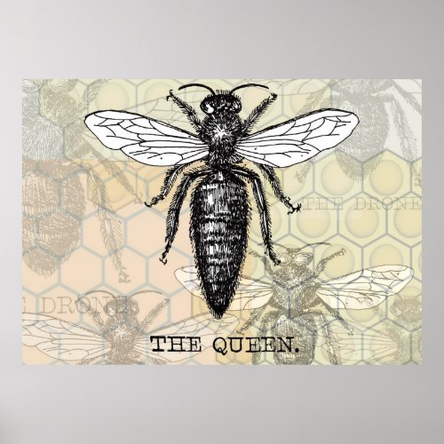 Queen Bee Bug Insect Bees Illustration Poster