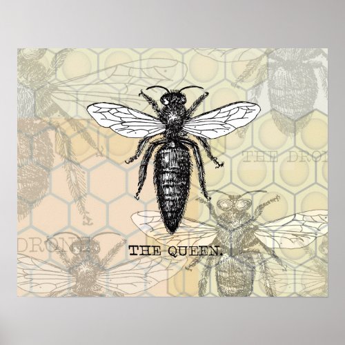 Queen Bee Bug Insect Bees Illustration Poster