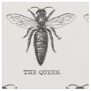 queen bee scientific illustration