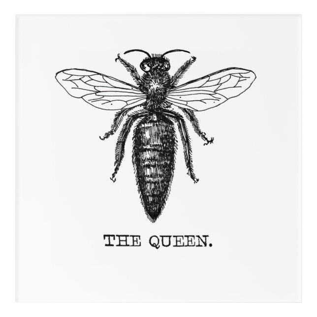 Queen Bee Illustration Classic Drawing Acrylic Print (Front)