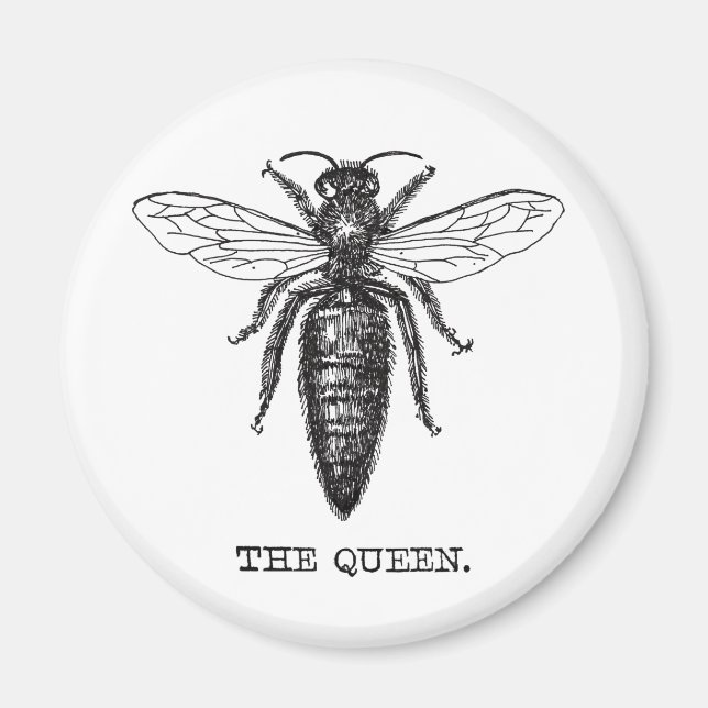 Queen Bee Illustration Classic Drawing Magnet (Front)