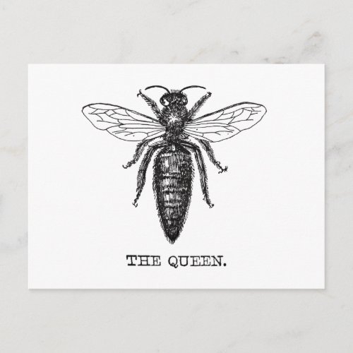 Queen Bee Illustration Classic Drawing Postcard