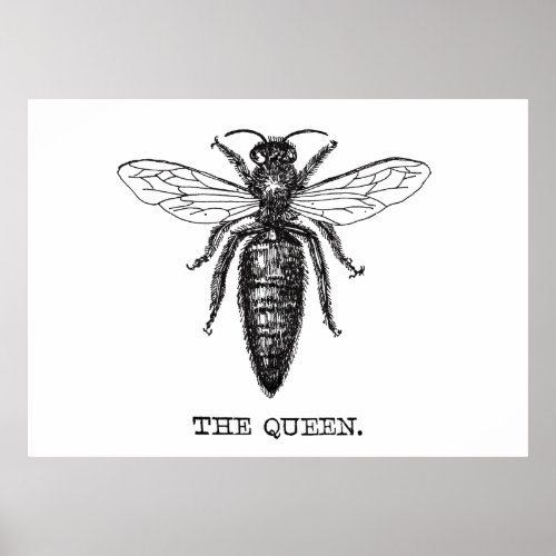 Queen Bee Illustration Classic Drawing Poster