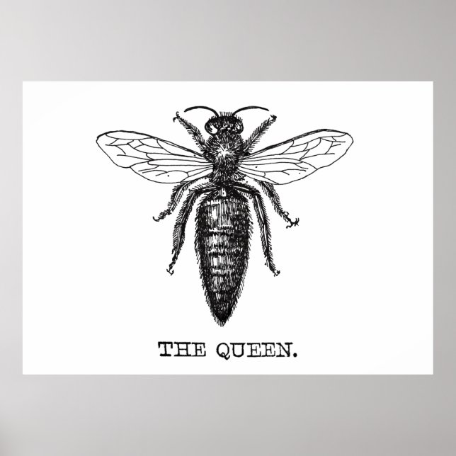 Queen Bee Illustration Classic Drawing Poster (Front)