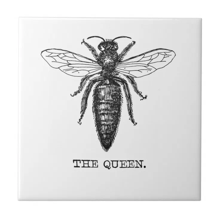 queen honey bee drawing