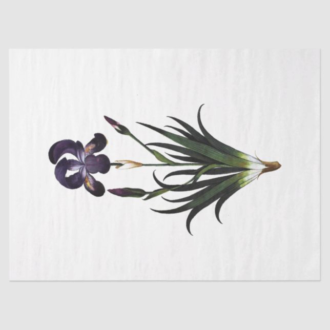 Queen Bee Series Design 62 Tissue Paper (Front)