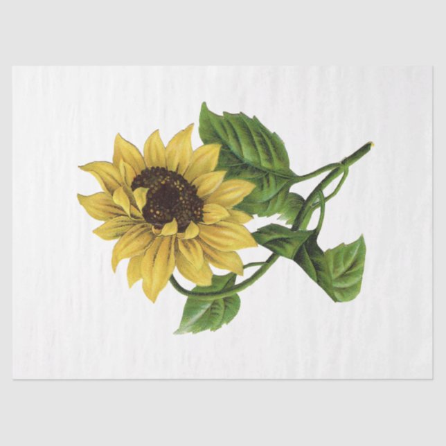 Queen Bee Series Design 66 Tissue Paper (Front)