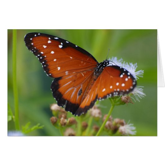 Queen Butterfly (Front Horizontal)