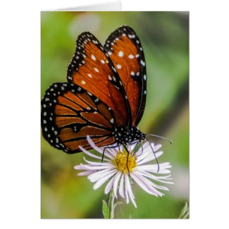 Queen butterfly