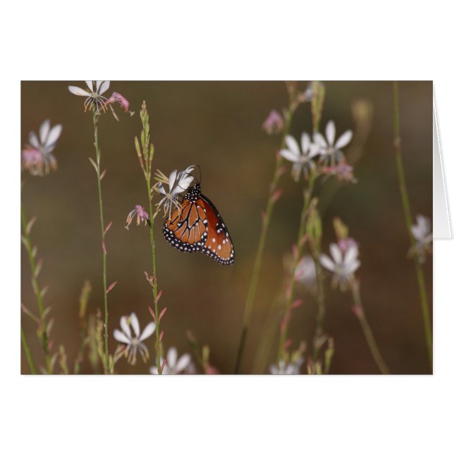 Queen  Butterfly and milkweed Cards (Front Horizontal)