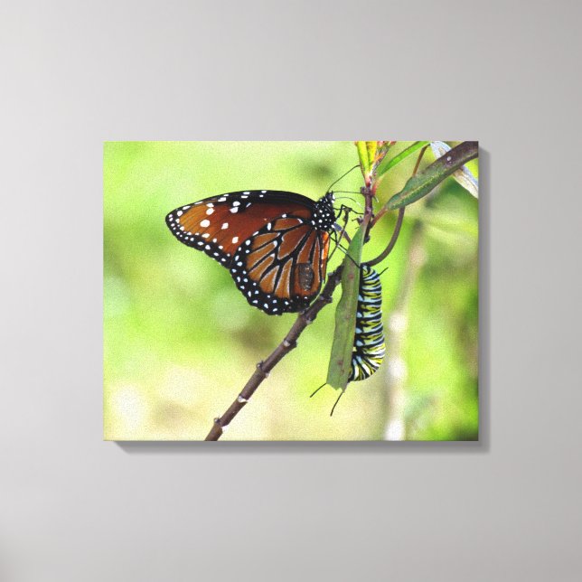 Queen Butterfly and Monarch Caterpillar Canvas (Front)