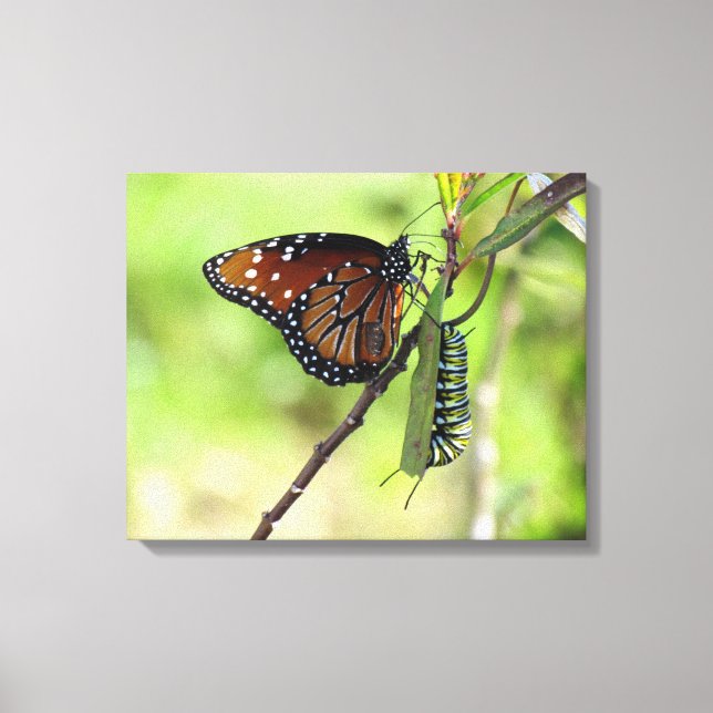 Queen Butterfly and Monarch Caterpillar Canvas Print (Front)