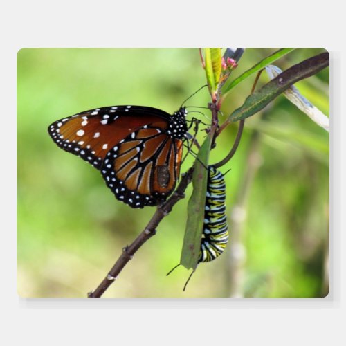 Queen Butterfly and Monarch Caterpillar Foam Board