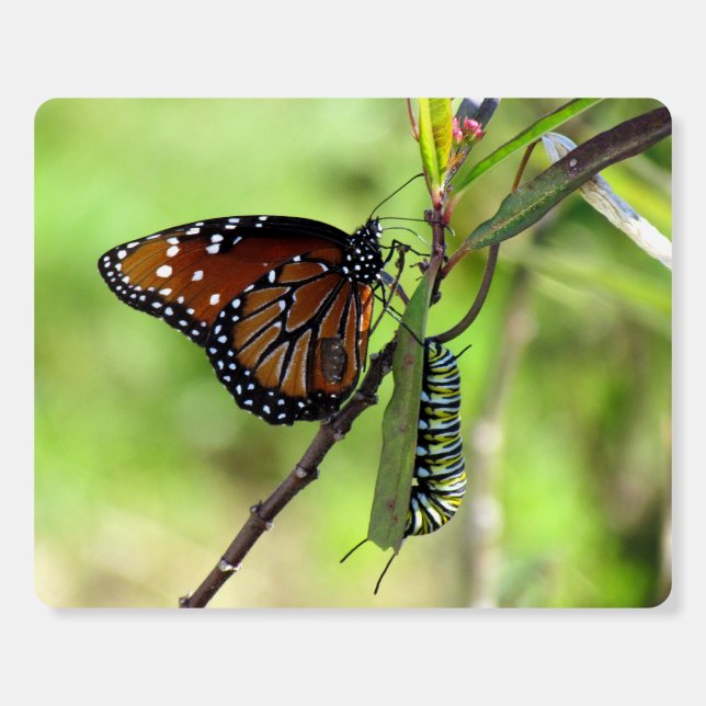 Queen Butterfly and Monarch Caterpillar Foam Board (Front)