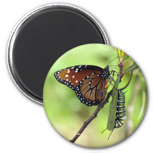Queen Butterfly and Monarch Caterpillar Magnet