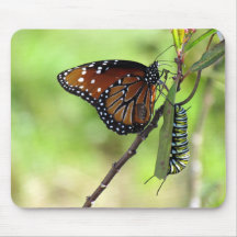 Queen Butterfly and Monarch Caterpillar Mouse Pad