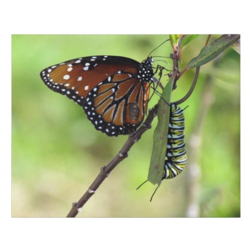 Queen Butterfly and Monarch Caterpillar on Milkwee Faux Canvas Print