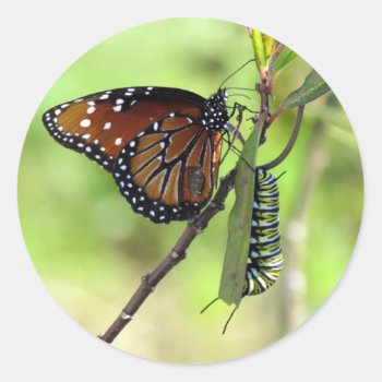 Queen Butterfly And Monarch Caterpillar Sticker by CatsEyeViewGifts at Zazzle