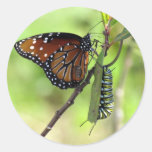 Queen Butterfly and Monarch Caterpillar Sticker