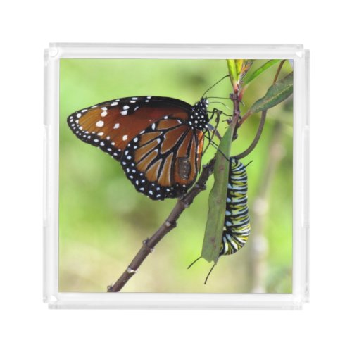 Queen Butterfly and Monarch Caterpillar Tray