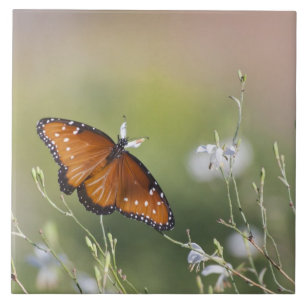 Queen Butterfly in Morning light Ceramic Tile
