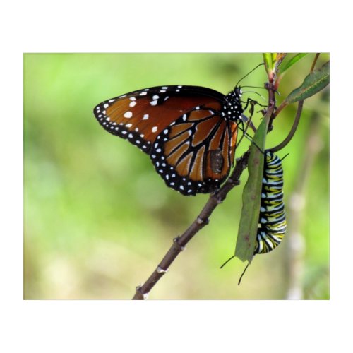 Queen Butterfly _ Monarch Caterpillar Acrylic Art