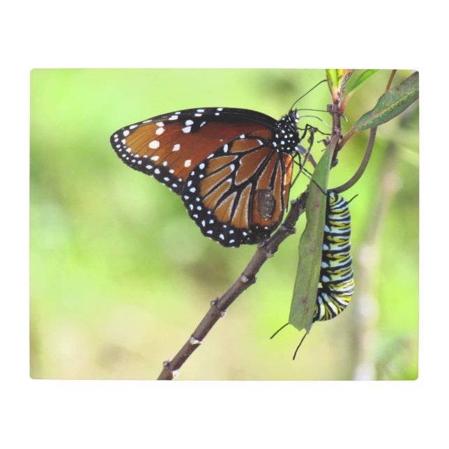 Queen Butterfly - Monarch Caterpillar Metal Art (Front)
