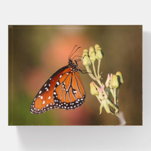 Queen butterfly on a branch paperweight